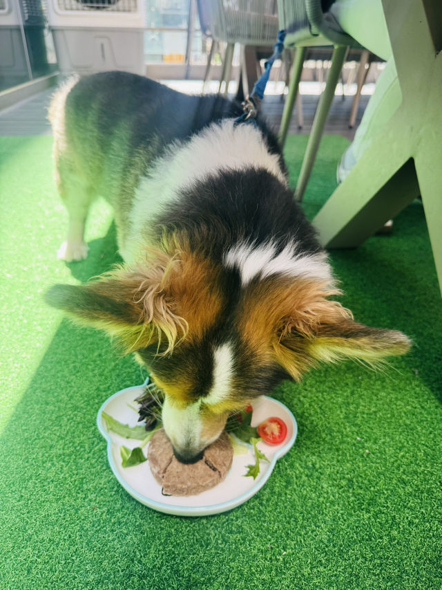 🐶同狗仔一齊歎春日Lunch 🐶同狗仔一齊歎春日Lunch