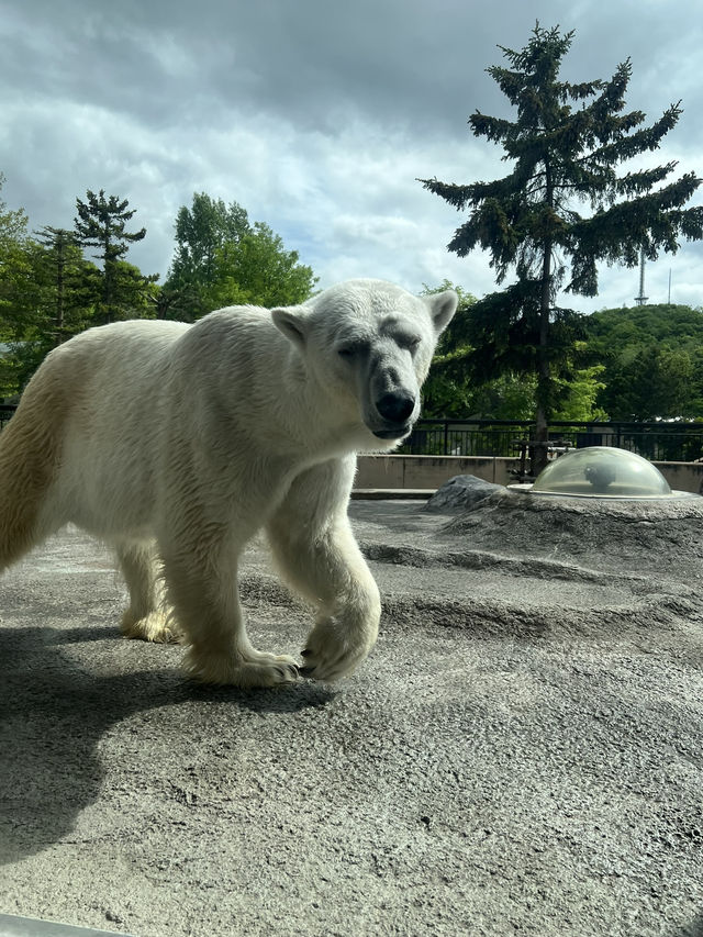 北海道 旭山動物園