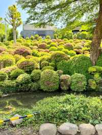 A Burst of Color at Nezu Shrine Azalea Garden