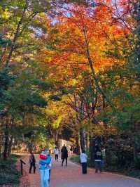 Kunming Botanical Garden: Yunnan’s Living Library of Green Wonders