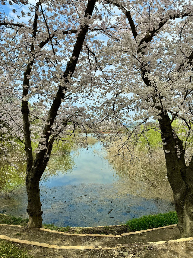 경주 보문호, 호수 위 힐링 산책 💛🌊