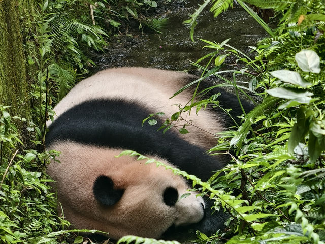 熊貓谷一也想當隻躺平的大熊貓🐼