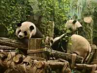熊貓谷一也想當隻躺平的大熊貓🐼