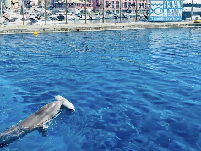 Acquario di Genova (Genoa)