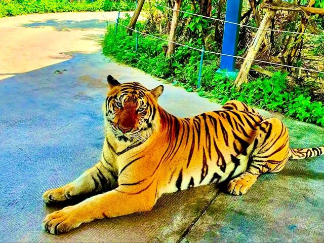 與猛獸近距離接觸的芭提雅老虎園 Tiger Park Pattaya