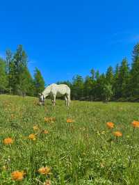 Reindeer Herders’ Village – Taiga, Mongolia
