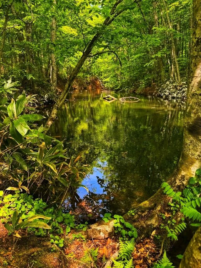 Lake Towada – A Mirror of Nature’s Beauty 🍂🌊