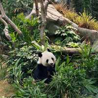 Ocean Park Hong Kong
