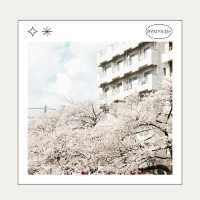🌸 Nakameguro – ถนนริมคลองกับซากุระบานสะพรั่ง