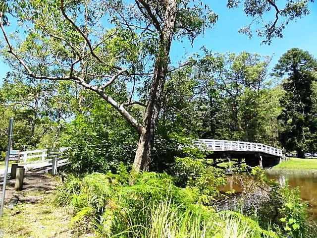 綠林與海岸交織的一日奇景 🌊 綠林與海岸交織的一日奇景 🌊