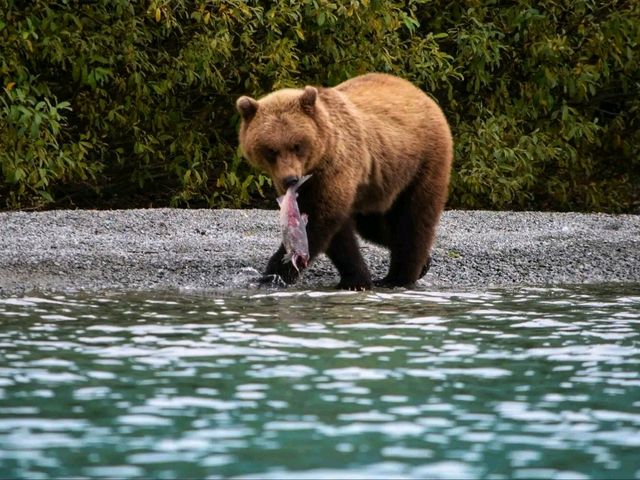 🌲 Lake Clark National Park – Wilderness, Wildlife & Scenic Beauty