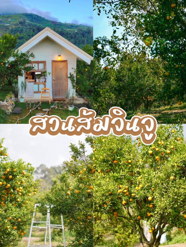 🏡บ้านเล็ก ๆ กลางสวนส้ม ความสุขก็ใหญ่พอแล้ว💛