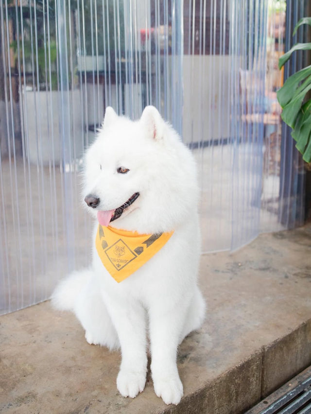 Joint.s Cafe เชียงใหม่🐶🐈