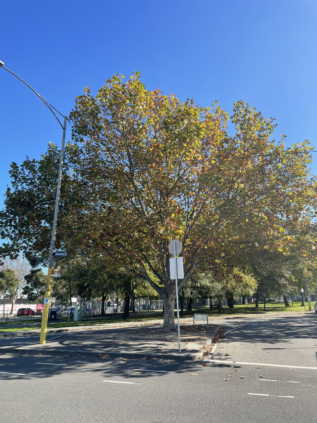Flagstaff Gardens Flagstaff Gardens
