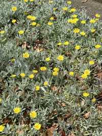 Campsie 第八巷道漫步，追尋春日藍花楹的紫色詩意