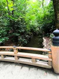 Peaceful Shrine Walk🌞
