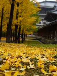 秋はイチョウと五重塔の景色が素晴らしい