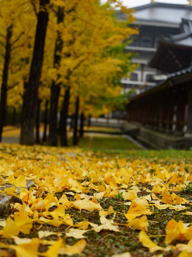 秋はイチョウと五重塔の景色が素晴らしい