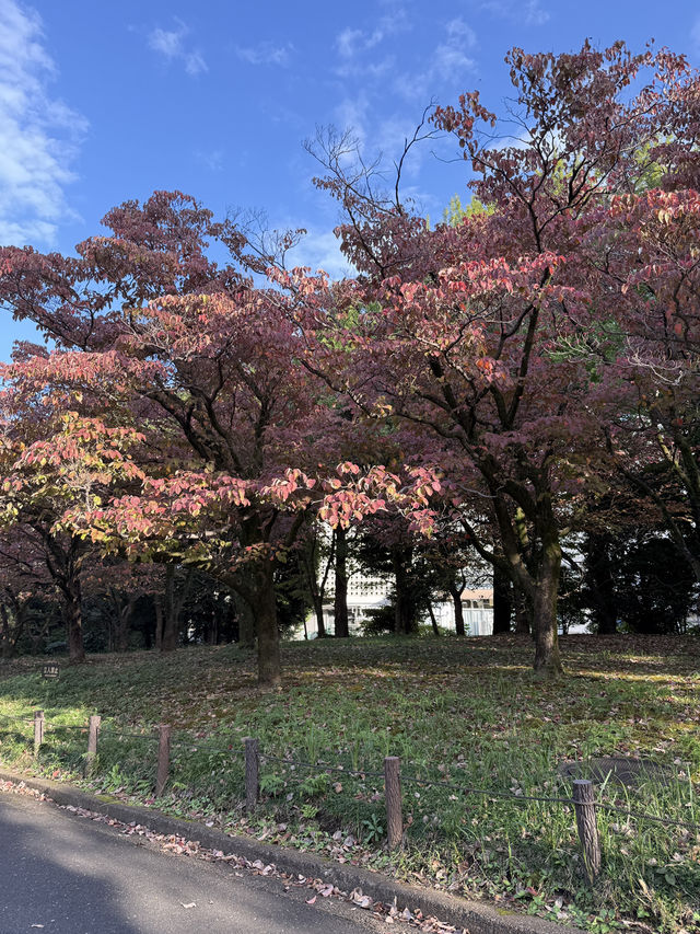 🍁 Autumn Stroll Around Nippon Budokan & Kitanomaru Park