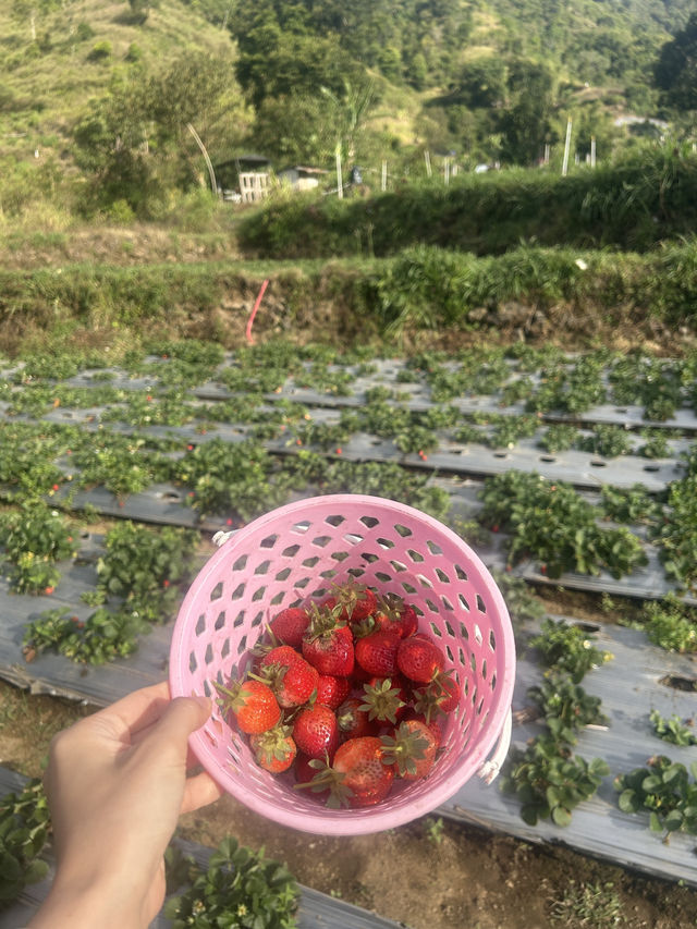 Strawberry Escape🍓
