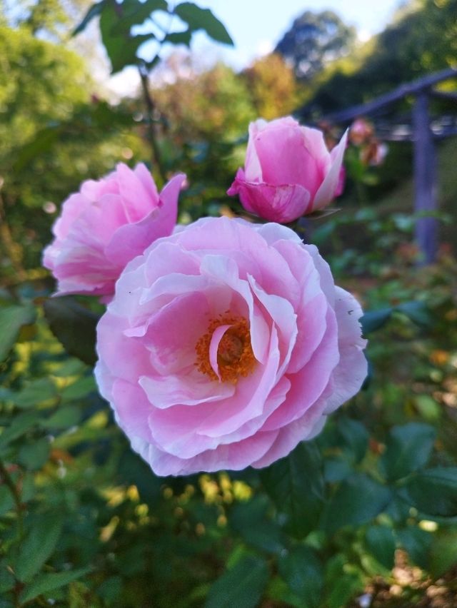 蒜山香草樂園 蒜山香草樂園