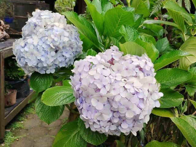 覆舟火山口行程攻略精選必睇🌋