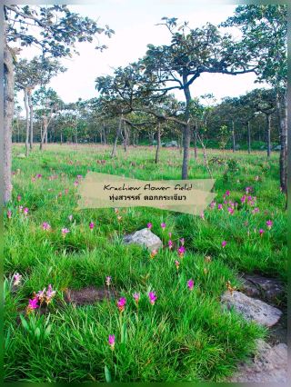 Thung Sawan, Krachiao flowers, travel to Chaiyaphum 🌷🌷