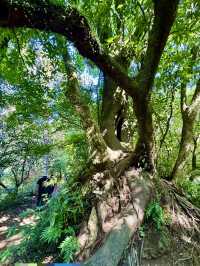 北投最夯的景點~草山觀瀑吊橋及猴崁古道走走