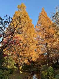 From Leaves to Blooms: Autumn Still Lives Here
