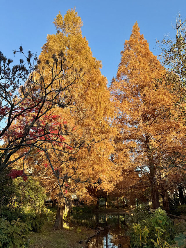 From Leaves to Blooms: Autumn Still Lives Here From Leaves to Blooms: Autumn Still Lives Here