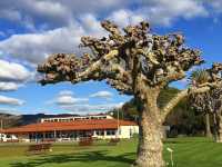 紐西蘭Government Gardens|綠意溫泉+毛利文化打卡勝地!🌿🏛️