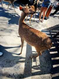 A Festive Family Morning at Paradise Of Deer