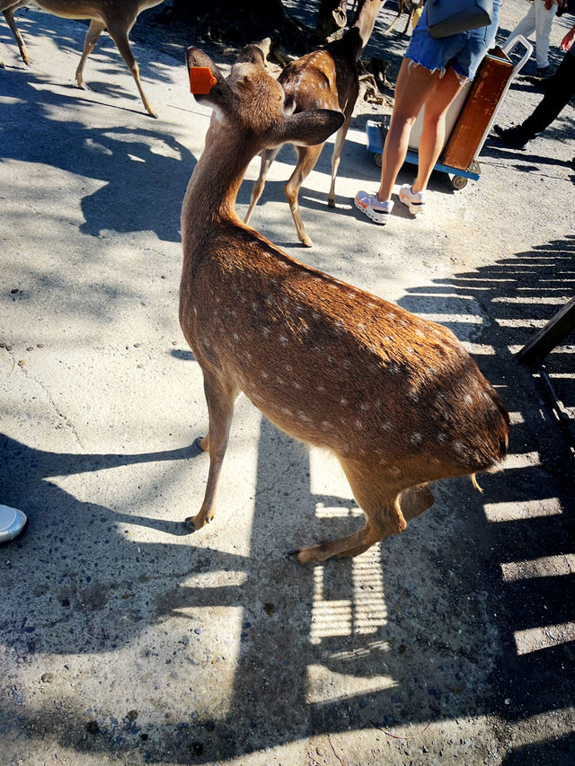 A Festive Family Morning at Paradise Of Deer A Festive Family Morning at Paradise Of Deer