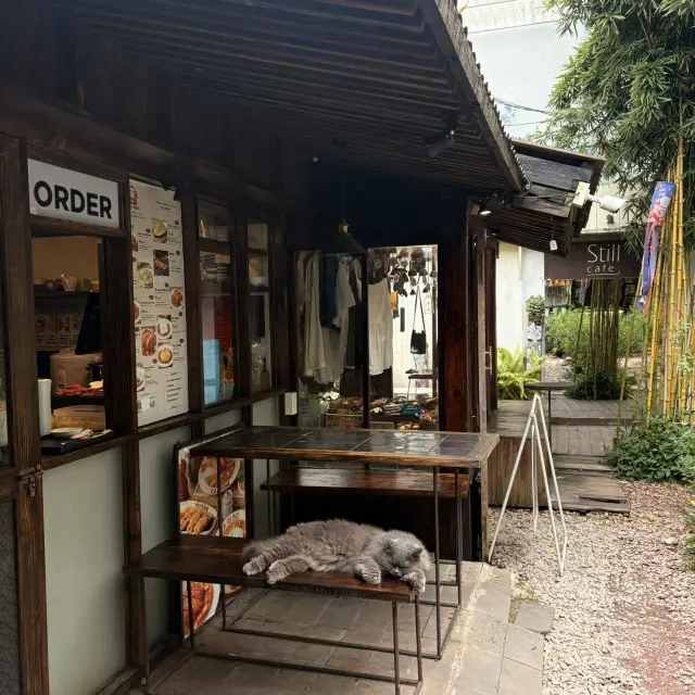 City Escape Views🌲