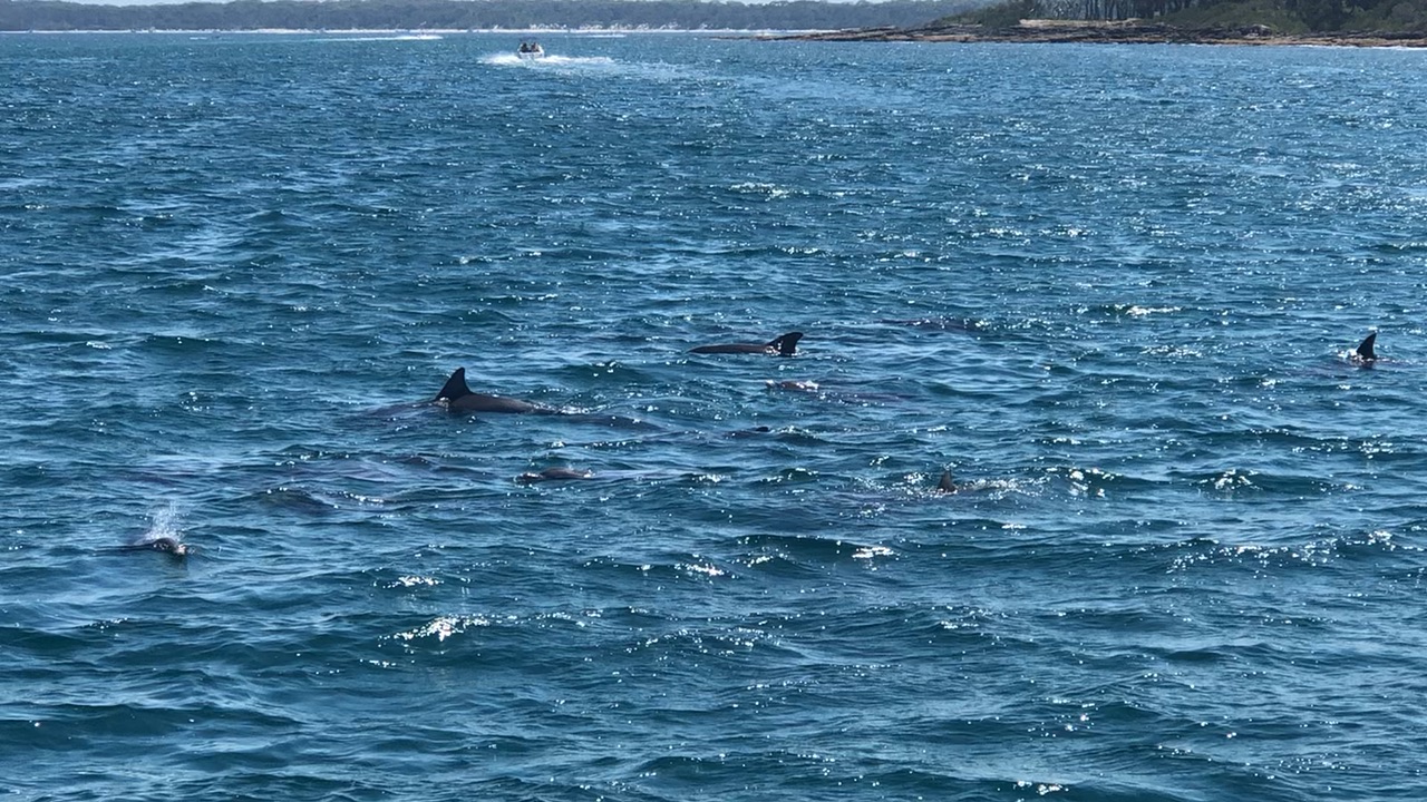 Jervis Bay 3-Day Itinerary: Dolphin Cruise, Hyams Beach, National Parks & Local Cafés
