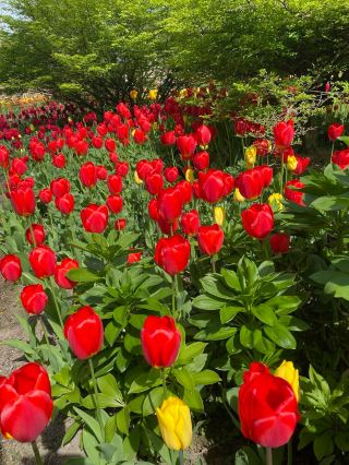 Pashley Manor Gardens