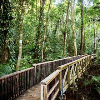 ความงามแบบเขตร้อนในอุทยานแห่งชาติเดนทรี ประเทศออสเตรเลีย