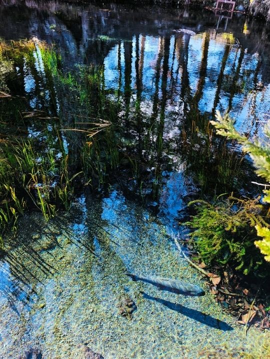 忍野八海 — 富士山の恵みが生んだ湧水。 | Trip.com 忍野村