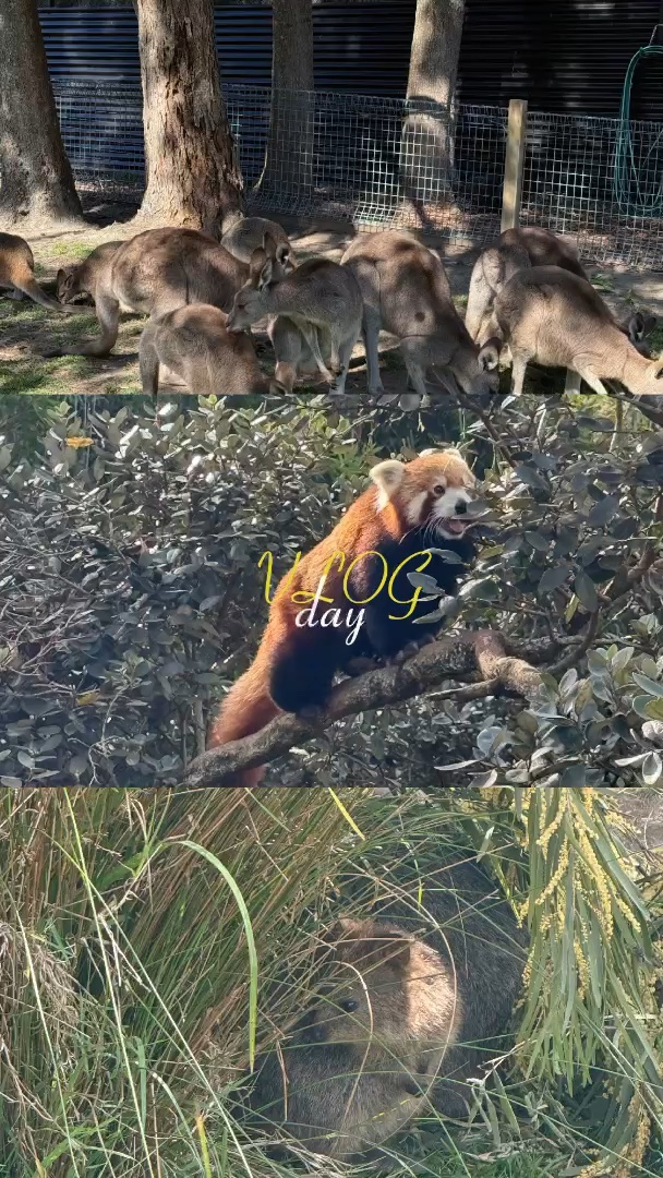 시드니 동물원 추천🦖