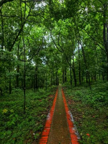 🍃 A Hidden Green Paradise in Dhaka | National Botanical Garden, Mirpur, Bangladesh 🌿🌸