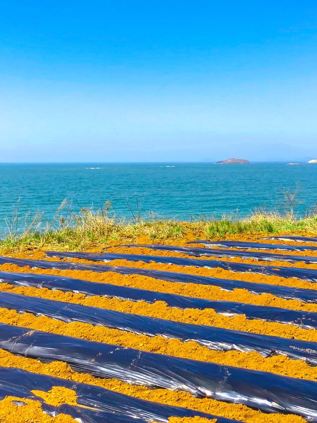 바다와 유채꽃을 한번에, 전북 부안 여행🌼