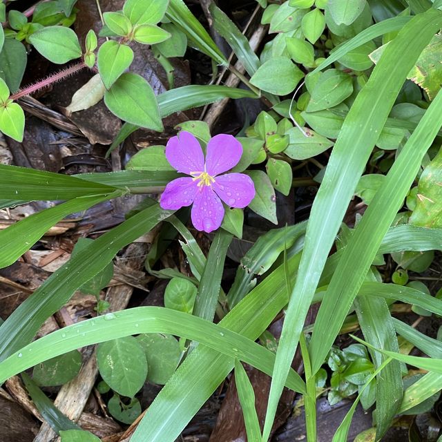 Maui’s rainforest is a botanical wonderland 