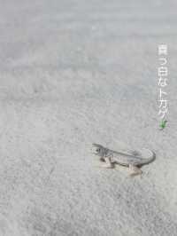 【感動の絶景スポット】一生に一度は行きたい、白亜の砂漠！