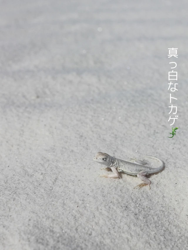 【感動の絶景スポット】一生に一度は行きたい、白亜の砂漠！