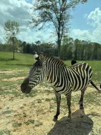 亞特蘭大附近野生動物園