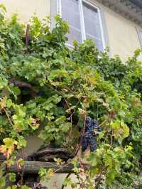 🇸🇮 The OLDEST Vine in the World! 🍇