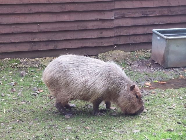 Birmingham Wildlife Conservation Park 🇬🇧