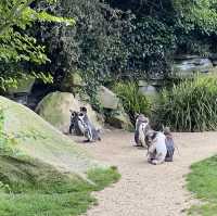 아일랜드 더블린 동물원, Dublin Zoo