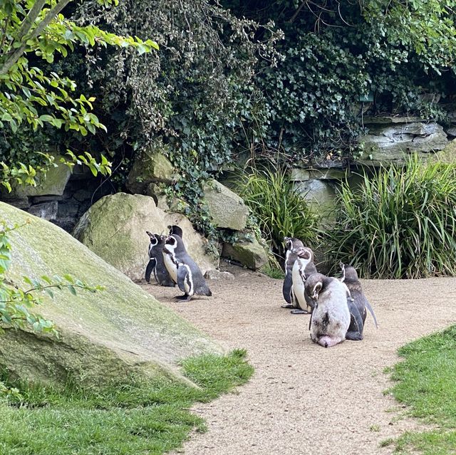 아일랜드 더블린 동물원, Dublin Zoo