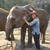 Elephant mud bath